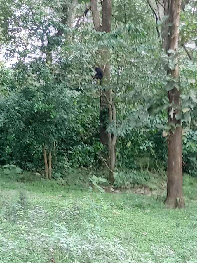 Wild Window - Forest View Homestay *
