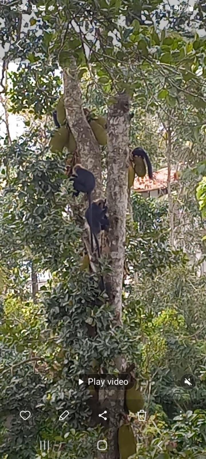 Wild Window - Forest View Homestay Thekkady