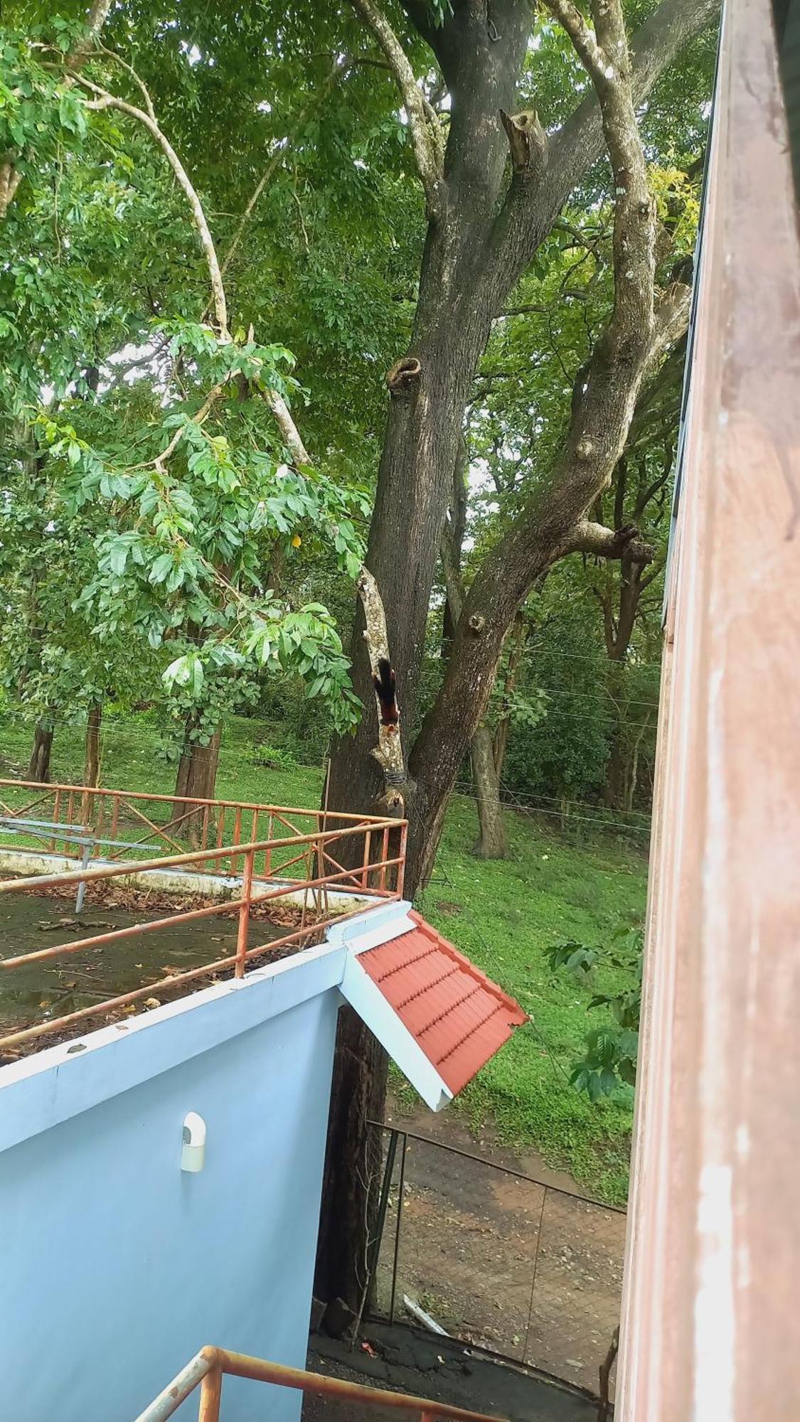 Wild Window - Forest View Homestay *