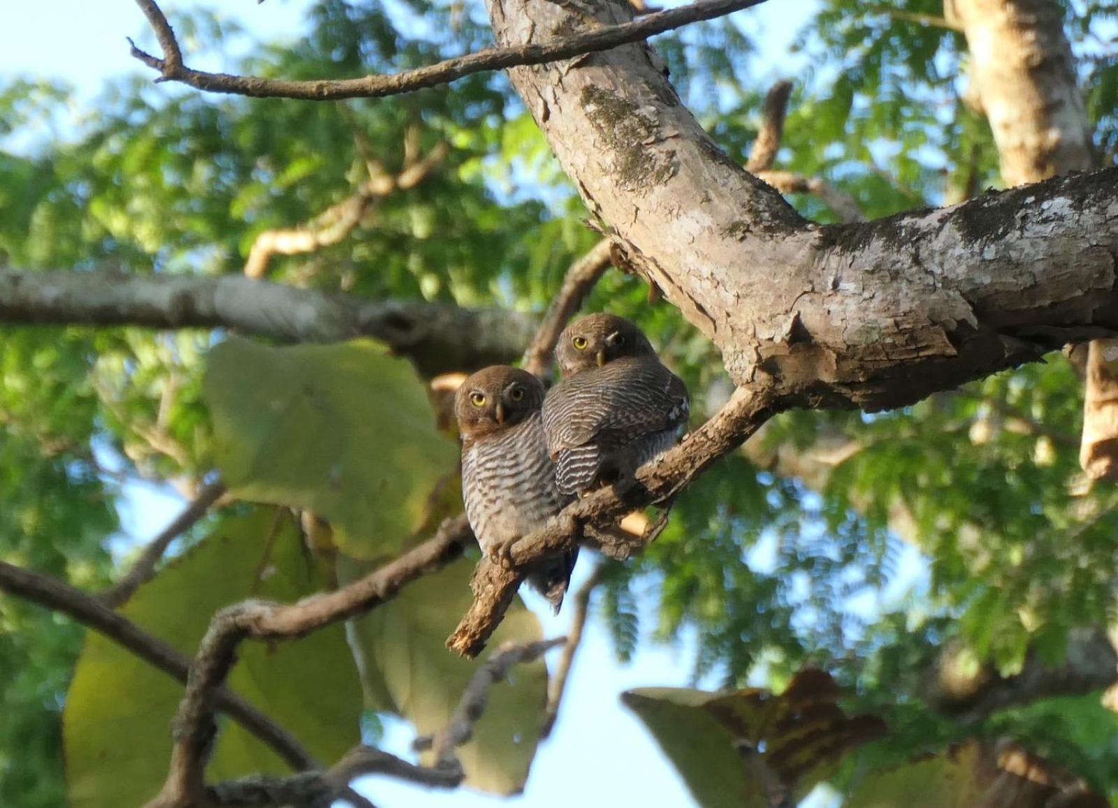 Homestay Wild Window - Forest View Thekkady
