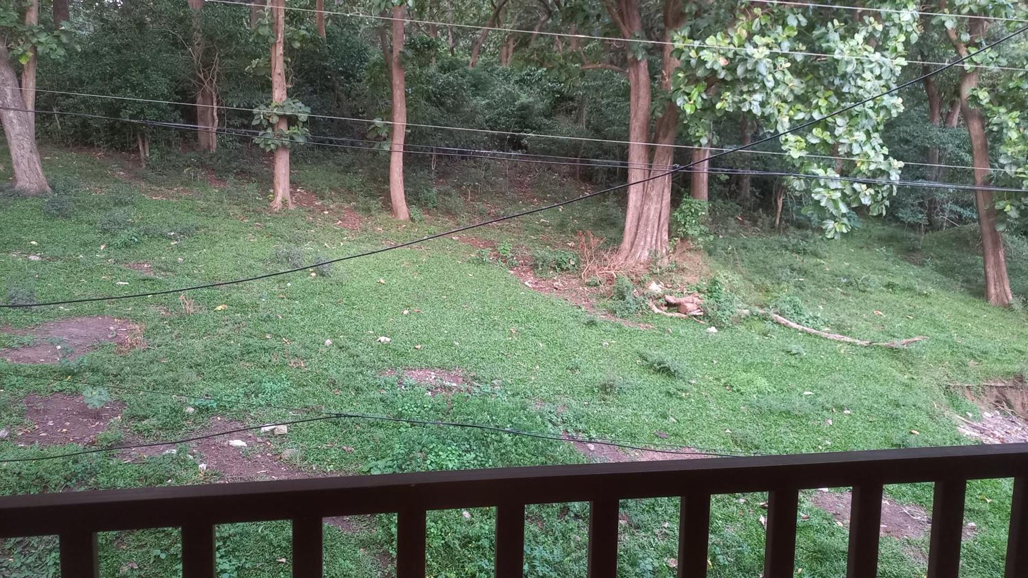 Wild Window - Forest View Thekkady