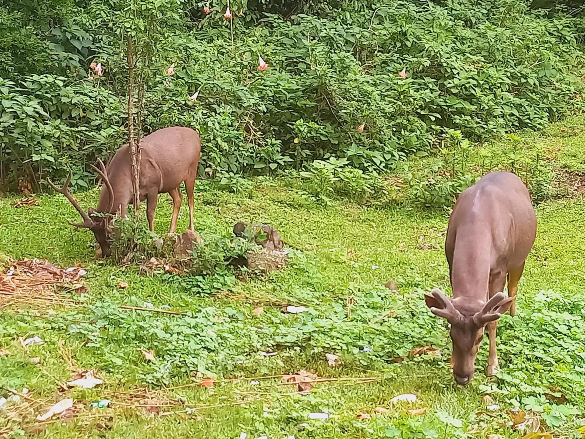 Homestay Wild Window - Forest View