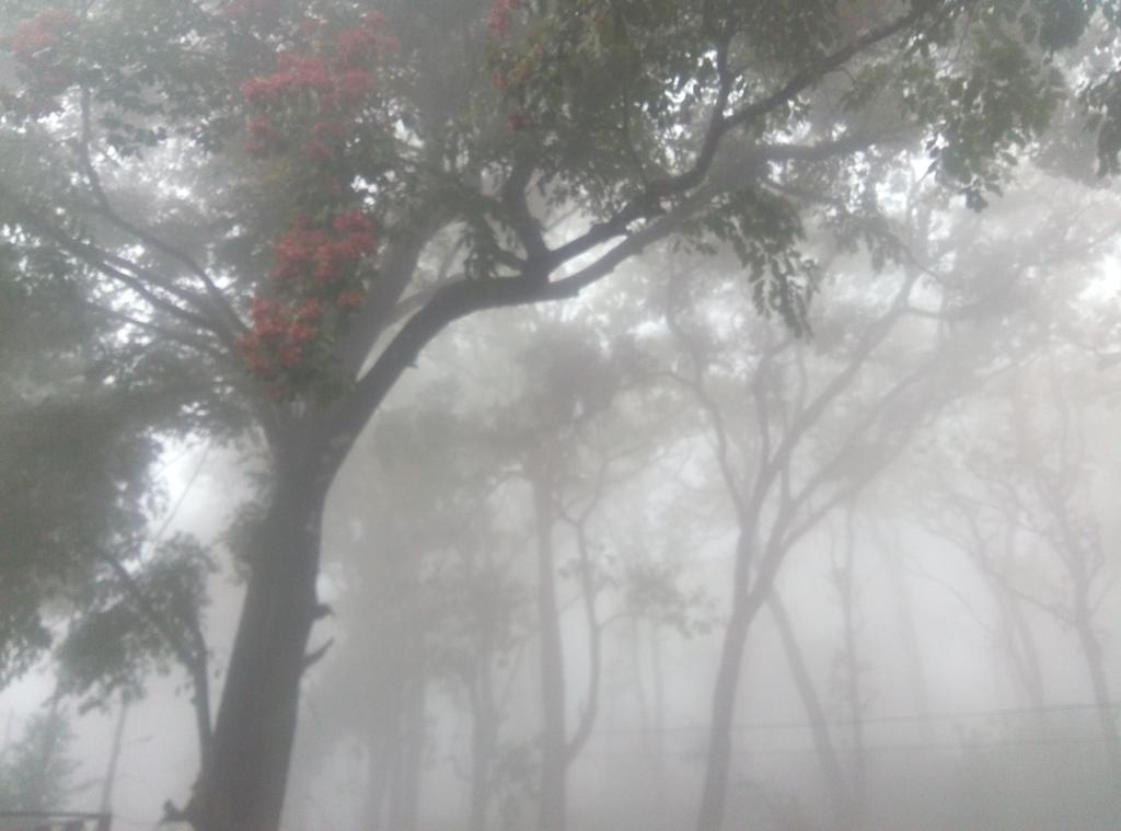 Wild Window - Forest View Thekkady