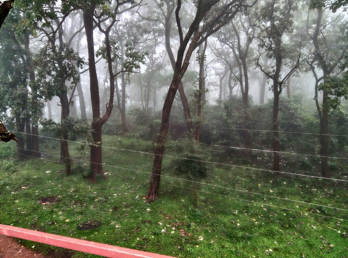 Wild Window - Forest View Homestay *
