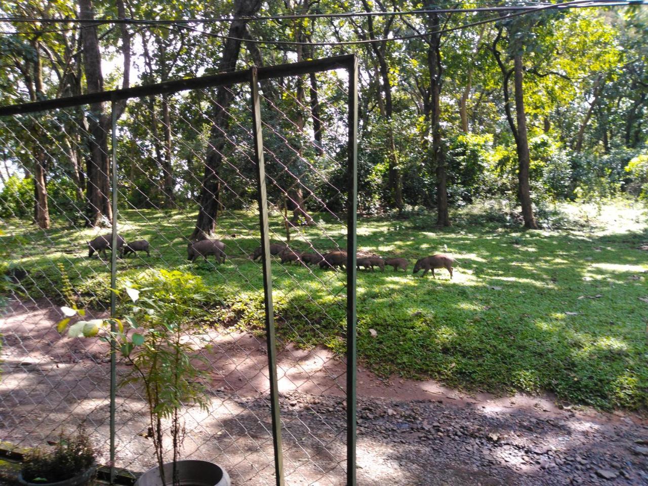 Wild Window - Forest View