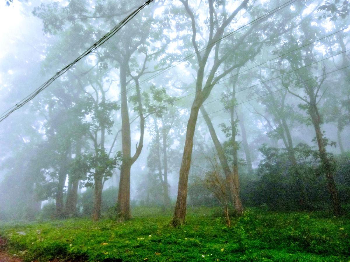 Wild Window - Forest View * Thekkady